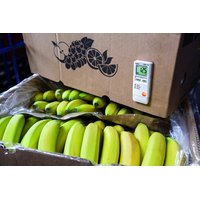 Testo testo 184 T2 Pic_2